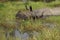 Endangered one horned Rhinoceros from Chitwan National Park Nepal