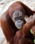 Endangered orang-utan handsome male