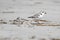 Endangered Piping Plover (Charadrius melodus)