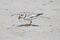 Endangered Piping Plover Charadrius melodus