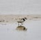 An Endangered Piping Plover on Montrose Beach #1