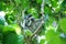 Endangered red colobus monkey family Piliocolobus, Procolobus kirkii in the trees of Jozani Forest, Zanzibar