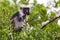 Endangered red colobus monkey Piliocolobus kirkii Jozani rainforest Zanzibar