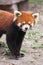 Endangered Red Panda