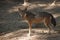 Endangered Red Wolf