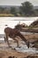 Endangered reticulated giraffe at the river in Kenya, Africa