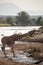 Endangered reticulated giraffe at the river in Kenya, Africa