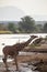 Endangered reticulated giraffe at the river in Kenya, Africa