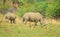 Endangered Rhino mother and young baby calf in a game reserve in South Africa