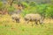 Endangered Rhino mother and young baby calf in a game reserve in South Africa