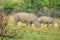 Endangered Rhino mother and young baby calf in a game reserve in South Africa