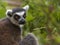 Endangered Ringed-tailed Lemur