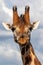 Endangered Rothchild`s Giraffe, Kenya, Africa.