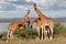 Endangered Rothchild`s Giraffe, Kenya, Africa. Giraffa camelopardalis