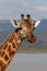 Endangered Rothchild`s Giraffe, Kenya, Africa. Giraffa camelopardalis