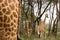 Endangered Rothschild giraffes in a reserve