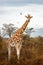 Endangered Rothschilds Giraffe in Lake Nakuru Africa