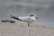 Endangered Royal Tern (Sterna maxima)