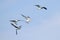 Endangered Royal Tern (Sterna maxima)