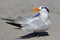 Endangered Royal Tern (Sterna maxima)