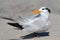 Endangered Royal Tern (Sterna maxima)