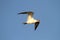 Endangered Royal Tern (Sterna maxima)