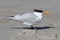 Endangered Royal Tern (Sterna maxima)