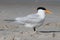 Endangered Royal Tern (Sterna maxima)