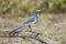 Endangered Scrub Jay