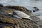 An endangered sea turtle sunning on a rocky shoreline