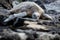 An endangered sea turtle sunning on a rocky shoreline