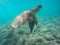 endangered sea turtle in turquoise blue clear waters of Hawaii