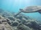 endangered sea turtle in turquoise blue clear waters of Hawaii