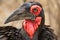 Endangered Southern Ground Hornbill closeup