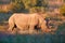 Endangered Southern white rhinoceros, Ceratotherium simum, grazing on savana, side view, lit by colorful warm light. African