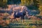 Endangered Southern white rhinoceros, Ceratotherium simum, on savanna with wildebeest, lit by colorful setting sun. Traveling