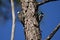 Endangered Species Red-cockaded Woodpeckers on a pine tree in the Okefenokee National Wildlife Refuge, Georgia