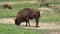 Endangered species of Romanian buffalo in the wilderness 4K