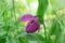 Endangered species wild orchid grandiflora Lady`s Slipper Cypripedium macranthos in a green forest grass on a sunny day.