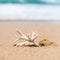 Endangered Staghorn Coral Skeleton Washed Up on Beach in Austral