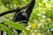 Endangered Sumatran lar gibbon Hylobates lar vestitus, in Gunung Leuser National Park, Sumatra, Indonesia.