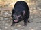 Endangered tasmanian devil