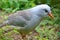 Endangered and threatened kagu walking between bushes