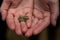 Endangered tree frog boophis burgeri on human hands