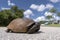 Endangered turtle walking on highway pavement. Wild Gopher Tortoise crossing rural road in Florida, USA. Wildlife