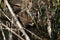 An endangered Water Vole, Arvicola amphibius, feeding at the edge of a stream. The water vole is under serious threat from habitat