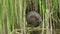 An endangered Water Vole, Arvicola amphibius, is sitting in the reeds at the edge of water. It is feeding on the new shoots. The w