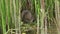 An endangered Water Vole, Arvicola amphibius, is sitting in the reeds at the edge of water. It is feeding on the new shoots. The w