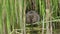 An endangered Water Vole, Arvicola amphibius, is sitting in the reeds at the edge of water. It is feeding on the new shoots. The w