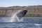 Endangered whale species, Patagonia